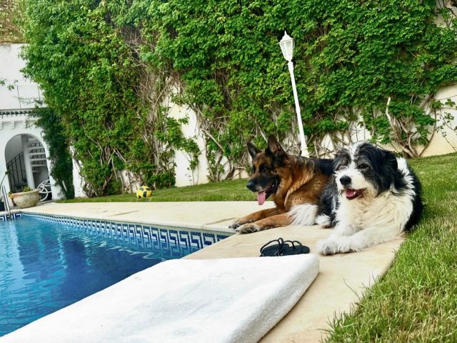 #happydogs 💚💚